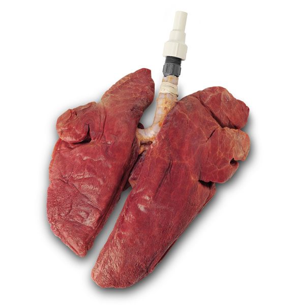 Легкие курильщика