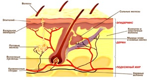 Очищение организма после курения Очищение организма после курения
