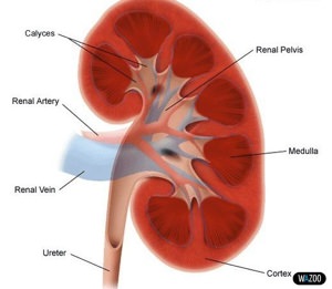 Очищение организма после курения Очищение организма после курения