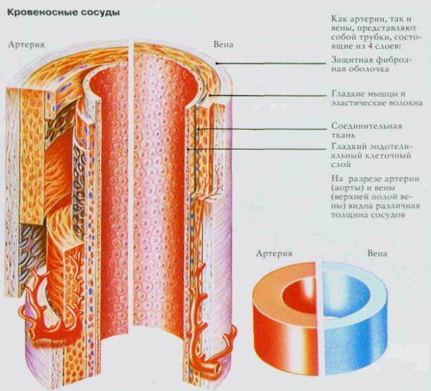 Очищение организма после курения Очищение организма после курения