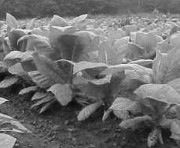 Получен табак, противостоящий гепатиту В