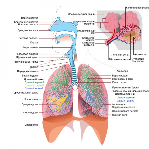 Влияние курения на органы дыхания