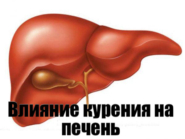 Влияние курения на печень