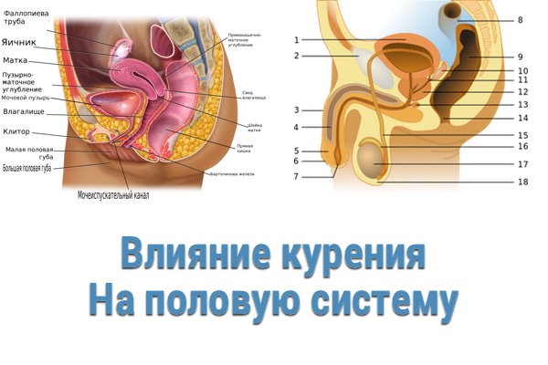 Влияние курения на половую систему
