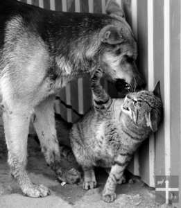 Влияние табачного дыма на братьев наших меньших