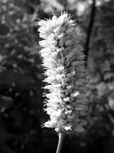 Змеевик (Горец змеиный) от курения