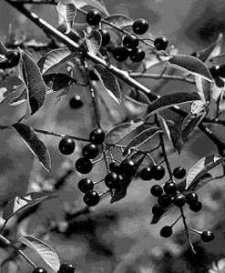 Использование черёмухи от курения