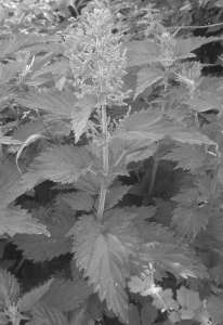 Сбор антиникотиновый (сбор №71) от курения